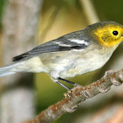 Hermit Warbler